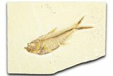 Detailed Fossil Fish (Diplomystus) - Wyoming #360737-1